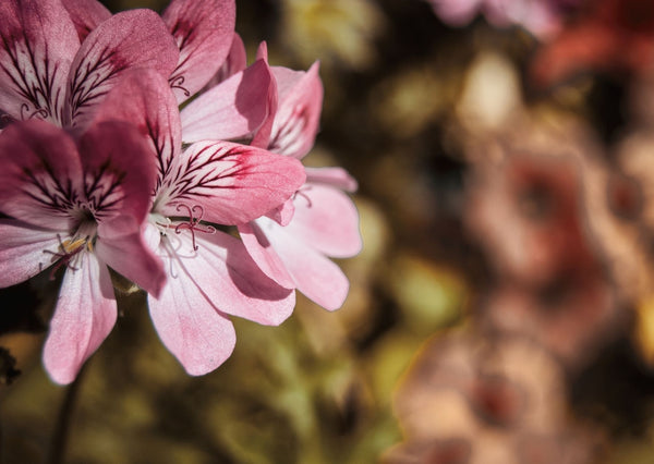 Fiche ingrédient : L'huile essentielle de géranium rosat